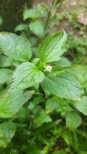 Ageratum conyzoides observed 2024-05-12