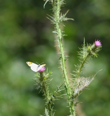 Anthocharis sara sara