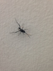 Evania appendigaster