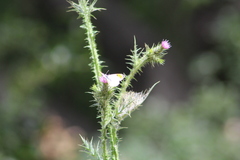 Anthocharis sara sara