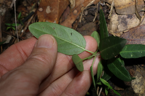 Image of Leichhardtia coronata by (c) Greg Tasney, some rights reserved (CC BY-SA)