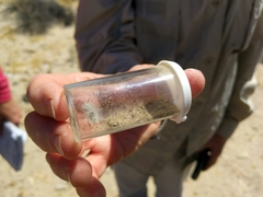 Dasymutilla gloriosa