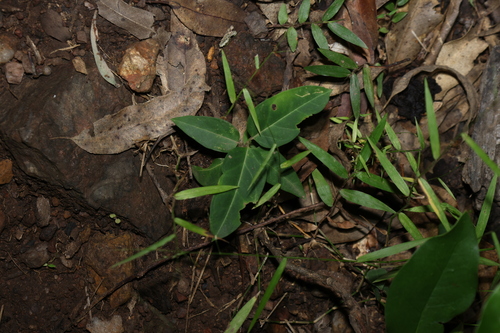 Image of Leichhardtia coronata by (c) Greg Tasney, some rights reserved (CC BY-SA)
