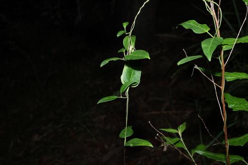 Image of Leichhardtia coronata by (c) Greg Tasney, some rights reserved (CC BY-SA)