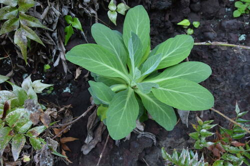 Crepidiastrum platyphyllum iNat (1)
