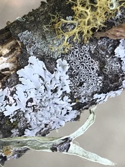 Lecanora argentata