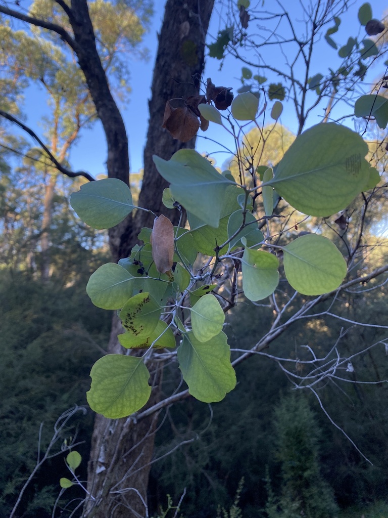 Eucalyptus polyanthemos, Wildcat Gully Tk, Warrandyte, VIC, AU