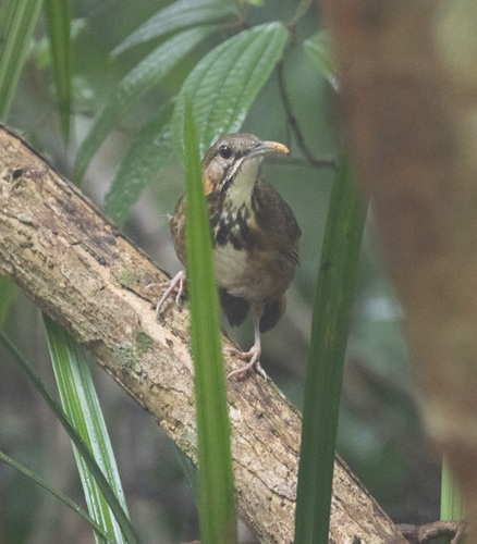 Short-tailed Scimitar Babbler (Napothera danjoui), photo 6