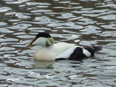 Somateria mollissima