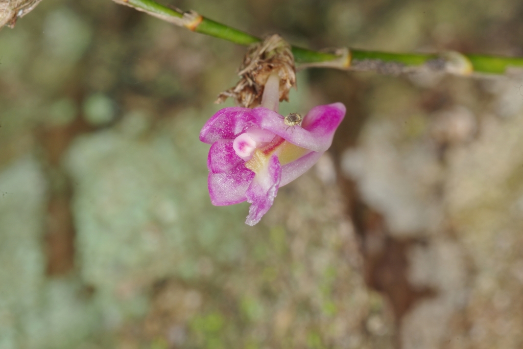 Dendrobium rosellum Ridl.
