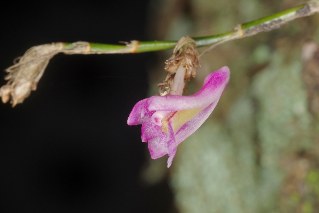 Dendrobium rosellum Ridl. 2