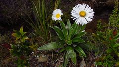 Celmisia semicordata