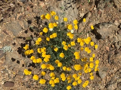 Eschscholzia androuxii