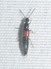 Philonthus rufulus