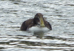 Somateria mollissima