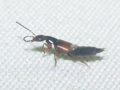 Philonthus rufulus