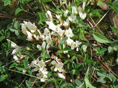 Trifolium uniflorum
