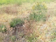 Solanum umbelliferum