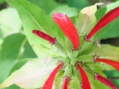 Monarda pringlei