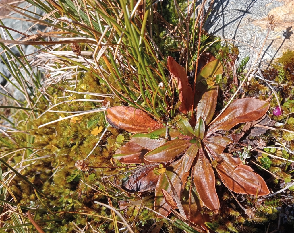 plantains from 9372, New Zealand on May 10, 2024 at 0156 PM by John