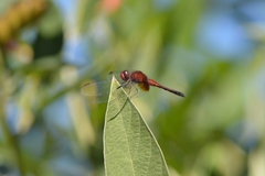 Erythrodiplax castanea