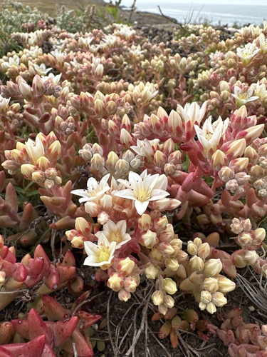 Santa Cruz Island dudleya (Dudleya nesiotica)