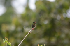 Chrysolampis mosquitus