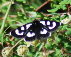 Alypia mariposa