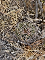 Echinofossulocactus phyllacanthus