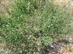 Solanum umbelliferum
