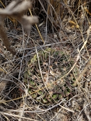 Echinofossulocactus phyllacanthus