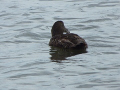 Somateria mollissima