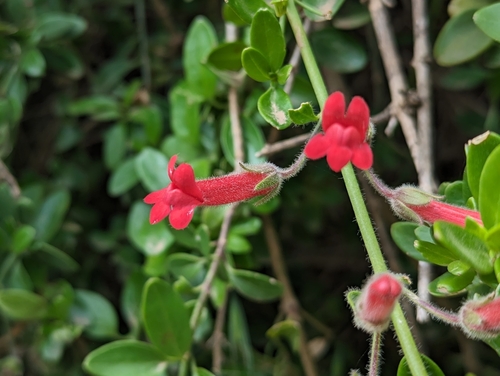 Island Bush Snapdragon