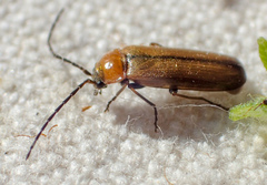 Silinae