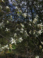 Amelanchier alnifolia