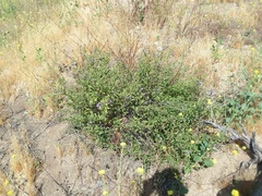 Solanum umbelliferum