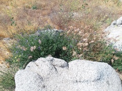 Solanum umbelliferum