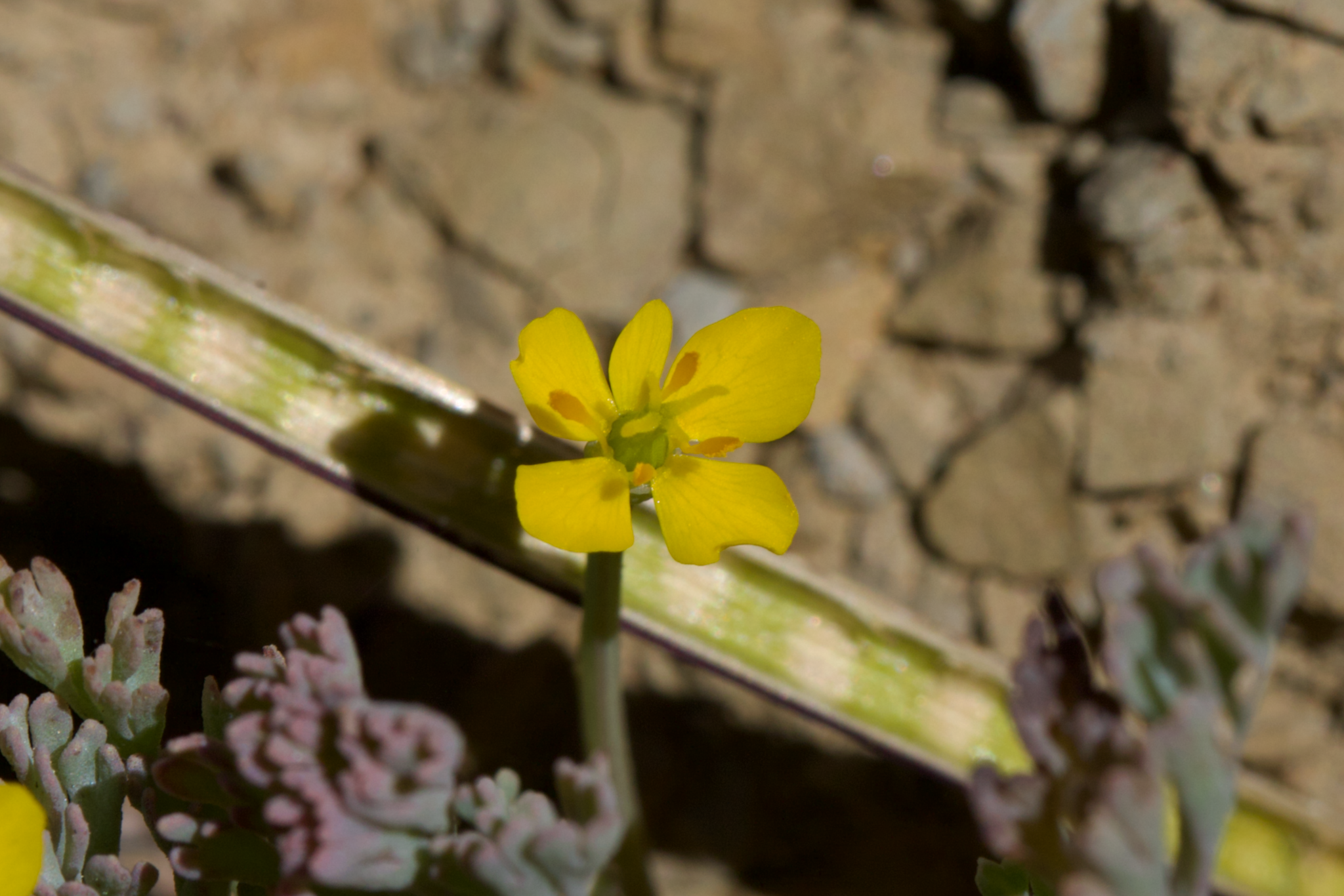 Image of Eschscholzia rhombipetala by (c) Arvel Hernandez, some rights reserved (CC BY)