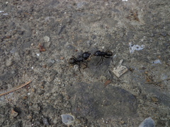 Camponotus japonicus