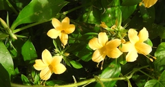 Barleria prionitis