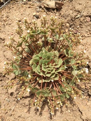 Claytonia rubra