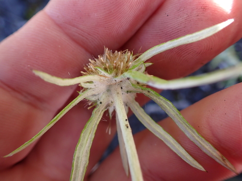Image of Euchiton sphaericus by (c) Benjamin Lavin, some rights reserved (CC BY)