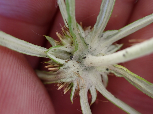 Image of Euchiton sphaericus by (c) Benjamin Lavin, some rights reserved (CC BY)