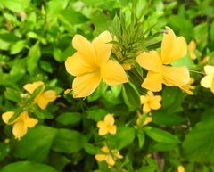 Barleria prionitis