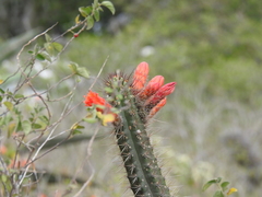 Borzicactus sepium
