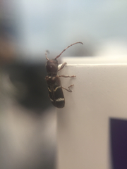 Psenocerus supernotatus