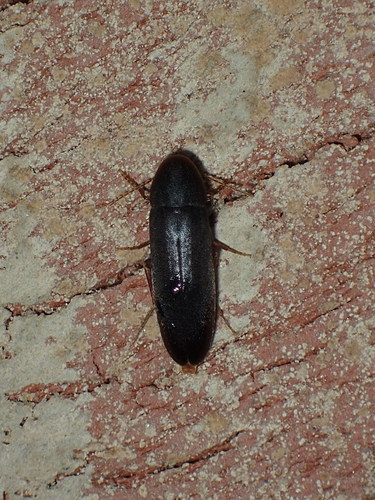 Melandryidae