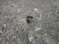 Camponotus japonicus