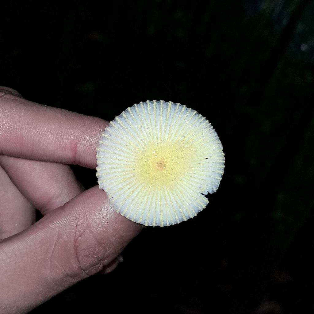 Leucocoprinus fragilissimus · May 2024 · photo: © elkinjmf (iNaturalist, cc-by)