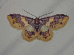 Lophosis labeculata